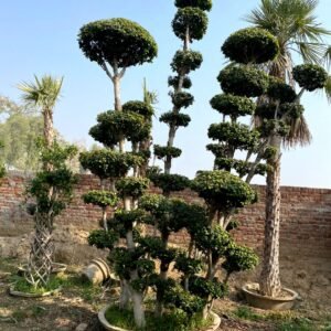 Ficus Topiary & Bonsai Plants
