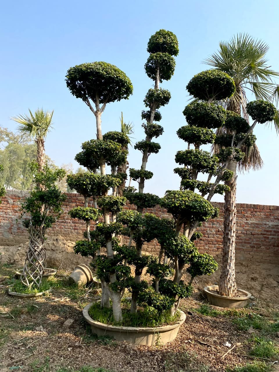 Ficus Topiary & Bonsai Plants