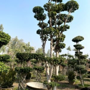 Bonsai plant Pakistan