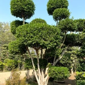 Massive Banyan Root Ficus Topiary