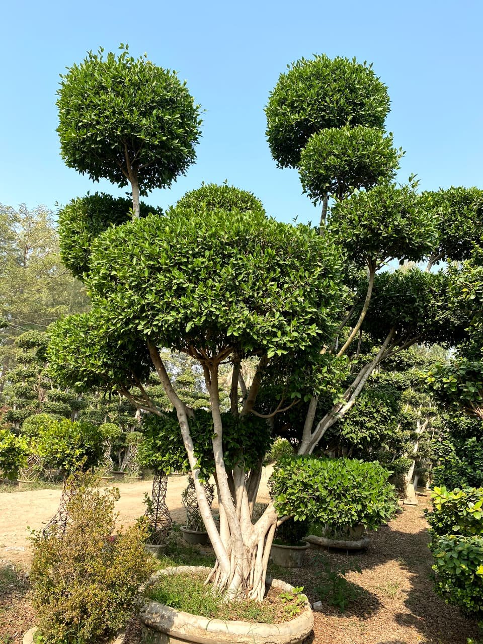 Massive Banyan Root Ficus Topiary