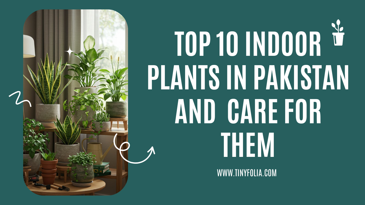 Top 10 Indoor Plants in Pakistan