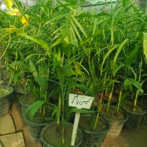 Cane Palm, Rhapis excelsa, Lady Palm