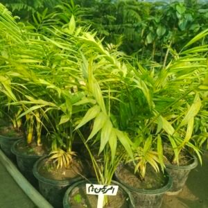 American Palm, Washingtonia filifera, palm trees in Pakistan