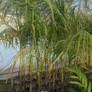 Bottle Palm (Hyophorbe lagenicaulis)