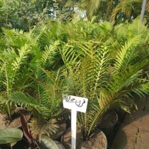 Silver Lady Fern