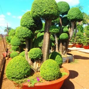 Air Purifying Plants