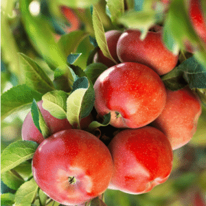 Apple Plant in Pakistan