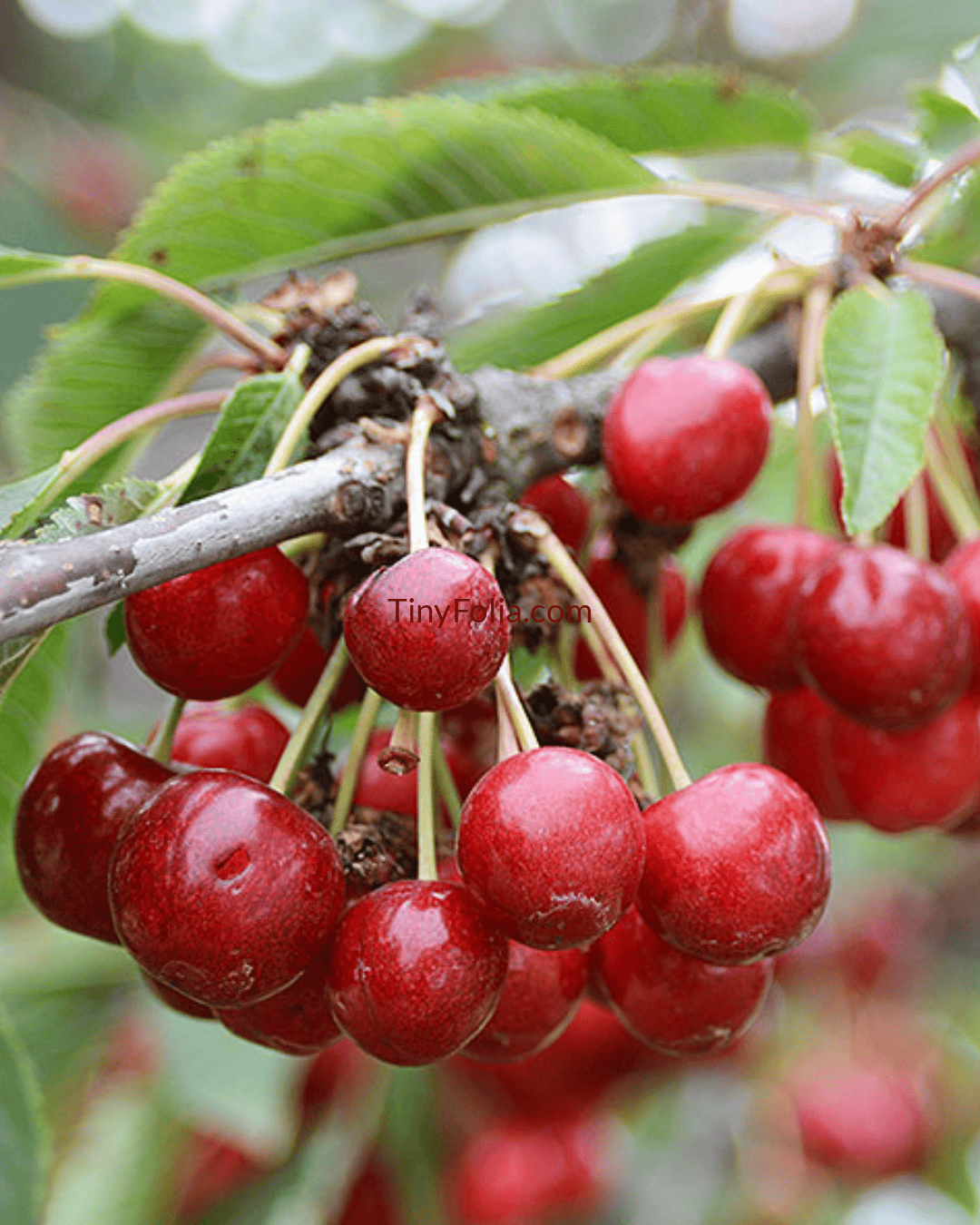 Buy Cherry  (Prunus avium) Plant - TinyFolia Plant Nursery