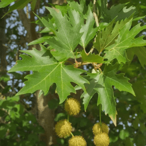 Chinar Tree (Oriental Plane)