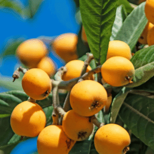 Grafted Loquat (Lokat) Plant
