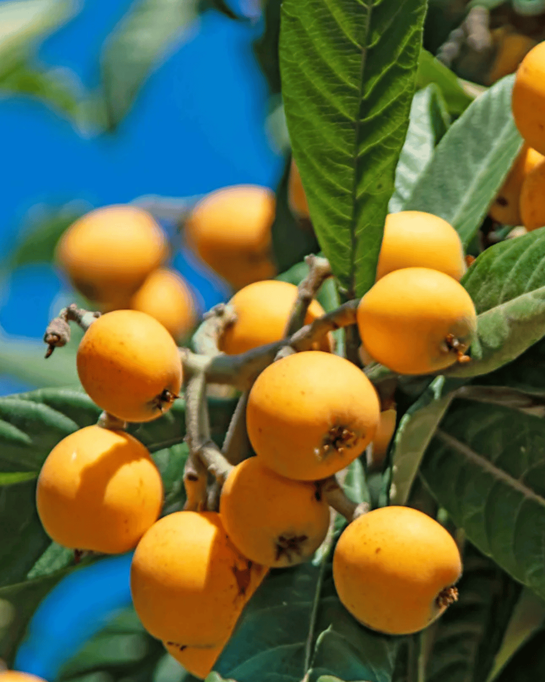 Grafted Loquat (Lokat) Plant