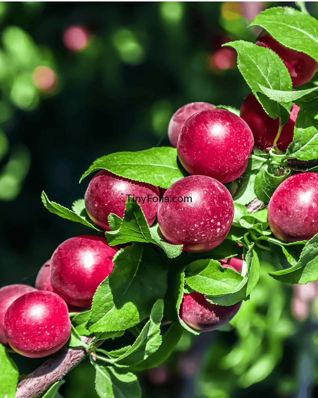 Buy Greengage / Cherry Plum  Plant  Dwarf Fruit Tree