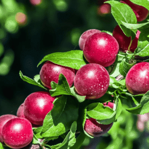 Greengage / Cherry Plum آلوچہ Plant