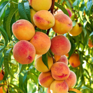 Peach Plant in Pakistan