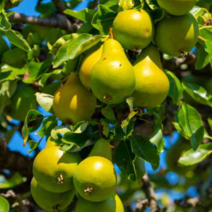 Pear Plant in Pakistan
