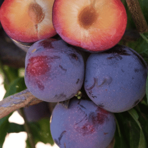 Plum آلو بخارہ (Prunus domestica) Aloo Bokhara Plant