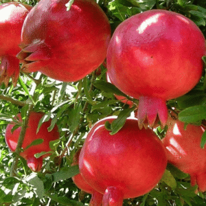 Pomegranate (Anar) Plant