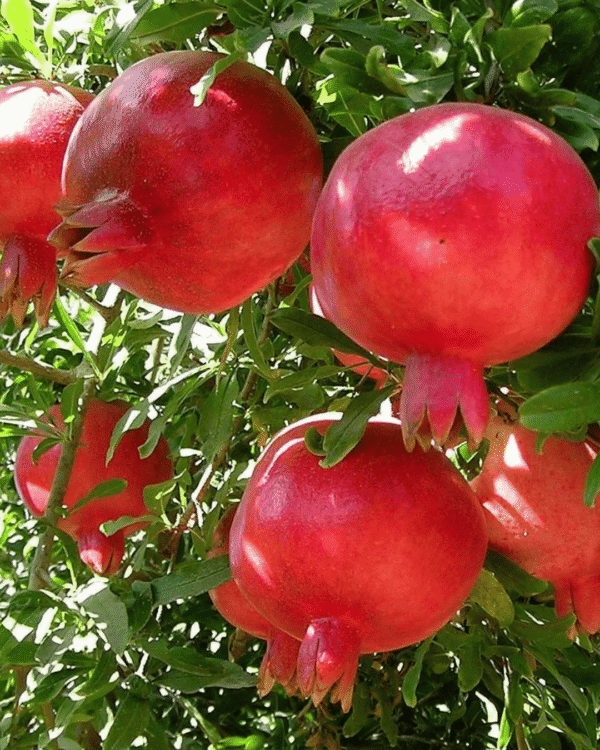 Buy Grafted Pomegranate (Anar) Plant | Kandahari & Red Danger