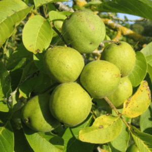 Walnut (Juglans regia) Akhrot tree