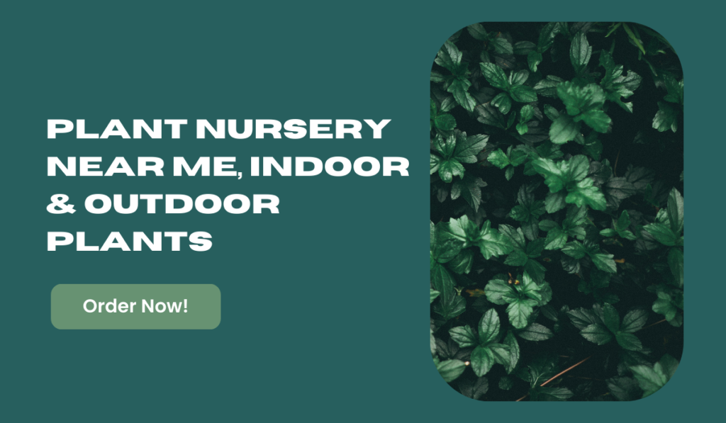 Plant Nursery Near Me