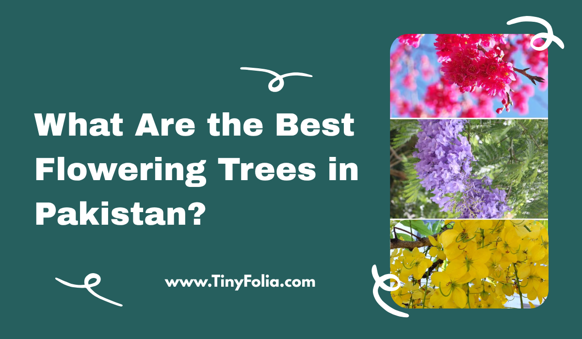 Best Flowering Trees in Pakistan
