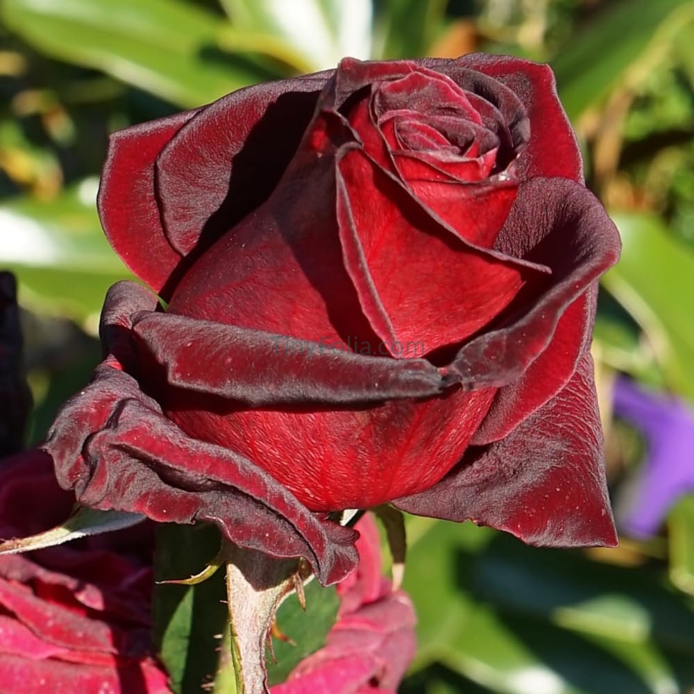 Black Rose Plants in Pakistan