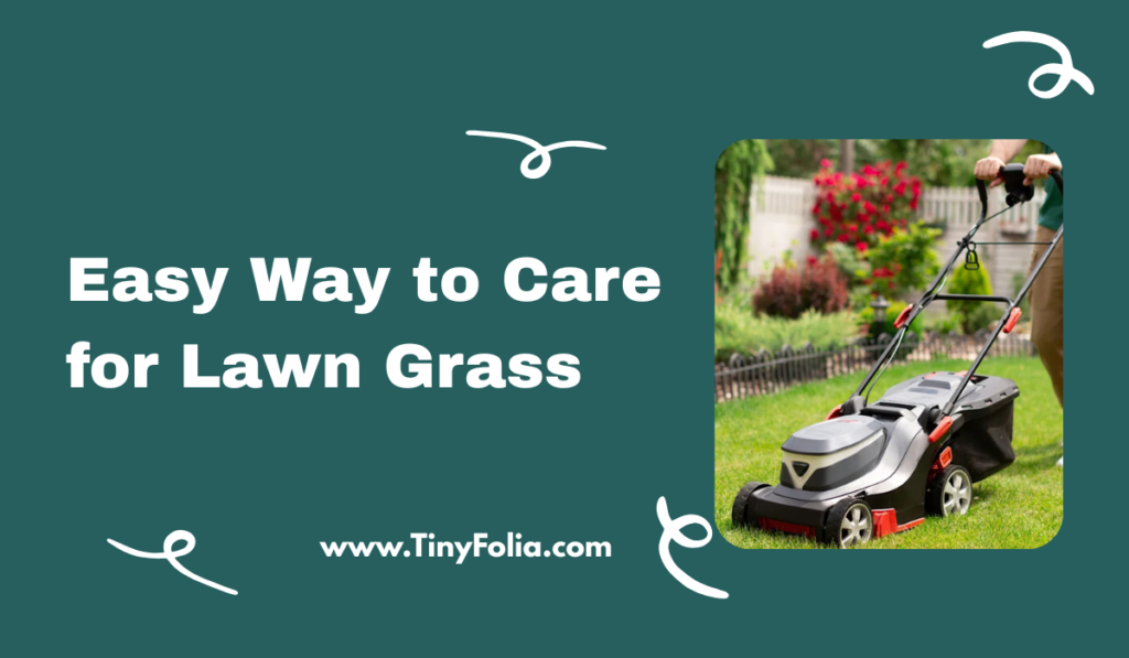 Easy Way to Care for Lawn Grass