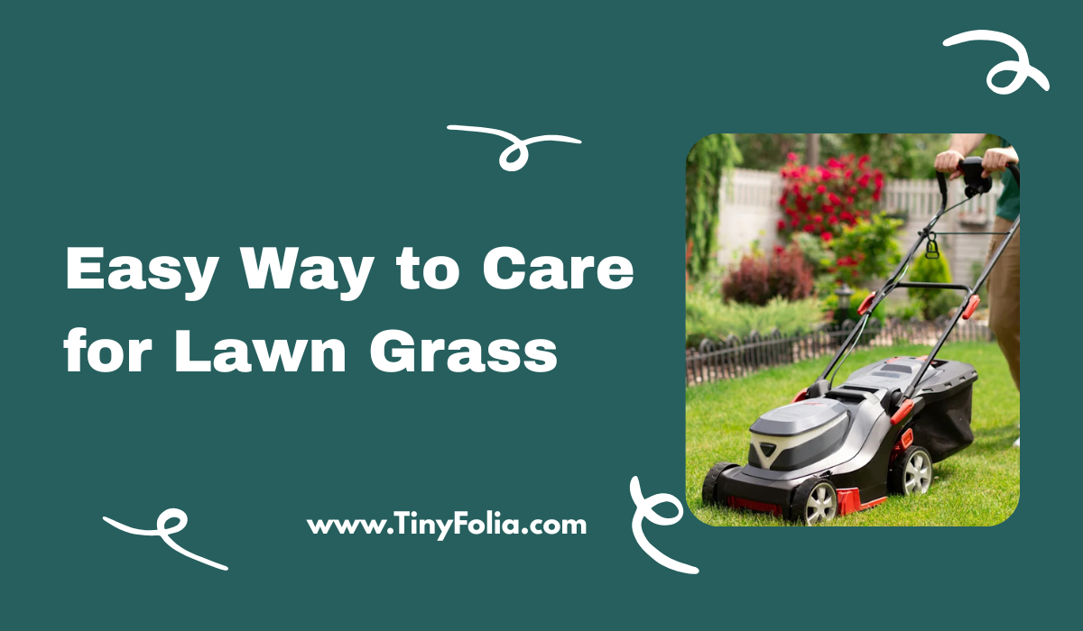 Easy Way to Care for Lawn Grass