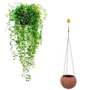 Natural Coconut Hanging Basket
