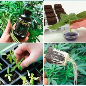 Rooting Gel Clonex Propagation and Plants Care