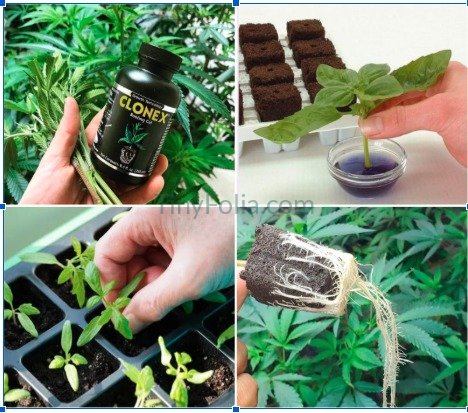 Rooting Gel Clonex Propagation and Plants Care