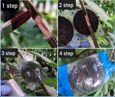 Rooting Gel Clonex Propagation and Plants Care