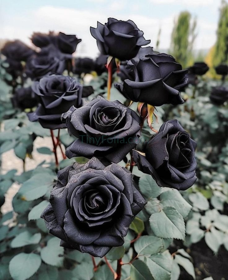 Black Rose Plants in Pakistan