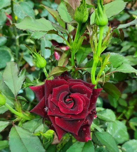 Black Rose Plants in Pakistan