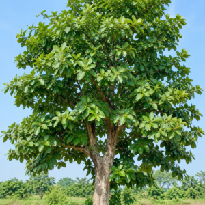 Arjun (ارجن) Terminalia arjuna