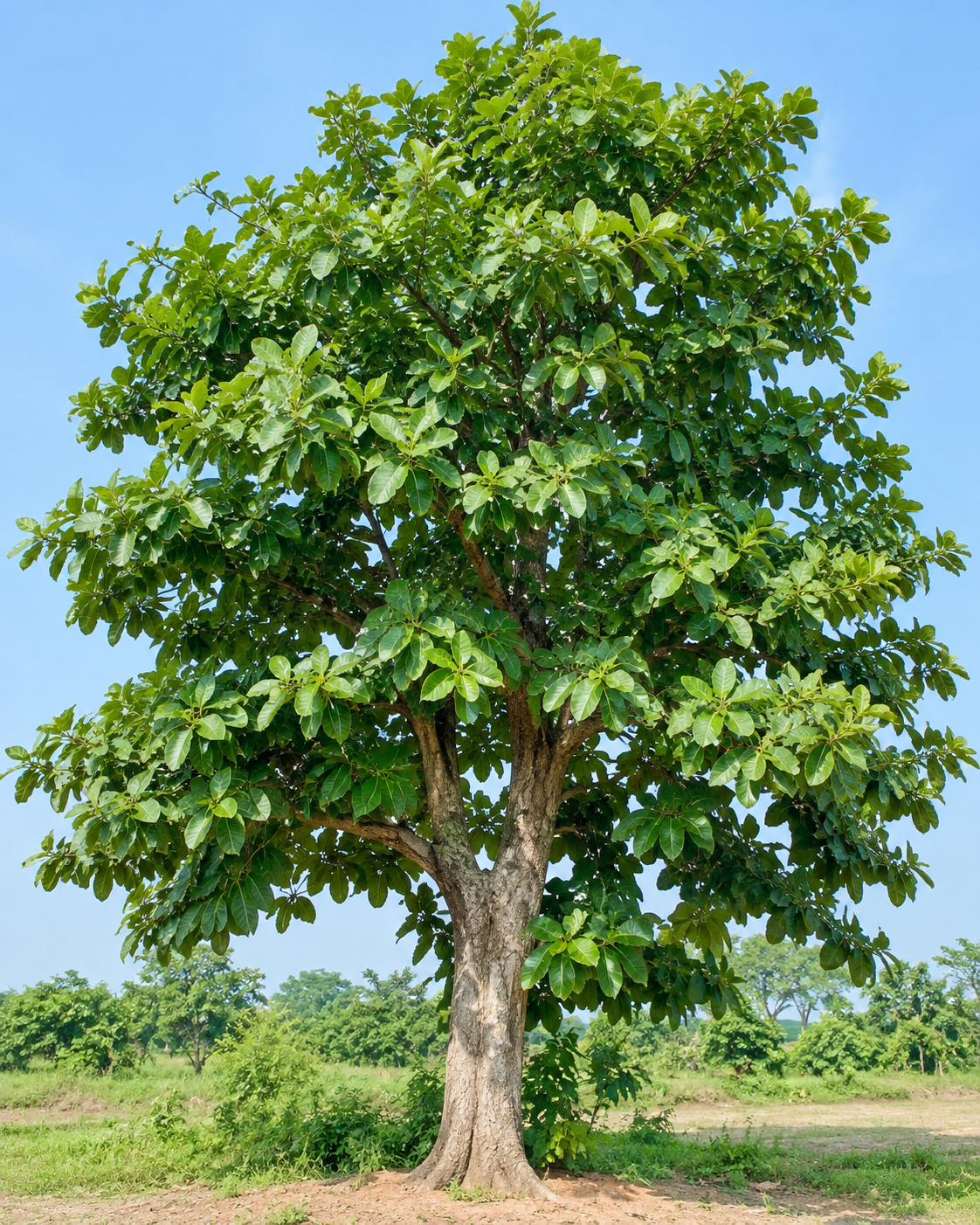 Arjun (ارجن) Terminalia arjuna