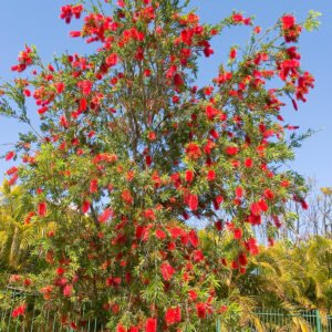 Red Bottle Burash (Callistemon)