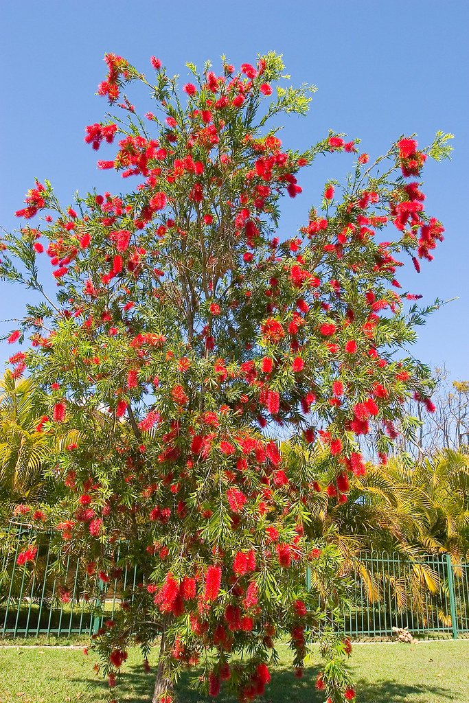 Red Bottle Burash (Callistemon)