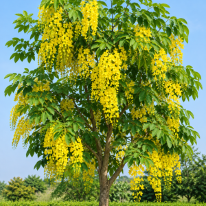 Cassia Glauca (پیلی املتاس)