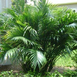 Cat Palm, Cascade Palm, کیٹ پام