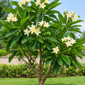 Champa Plant (Plumeria / Gul-e-Cheen)