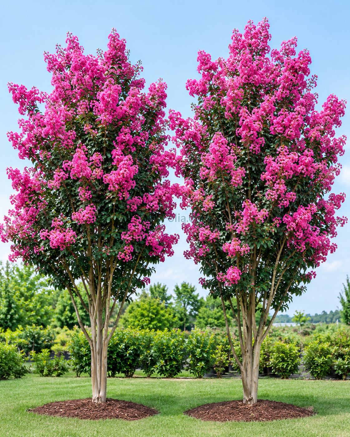 Double Largestonia Pink ( گلِ فانوس ساونی)