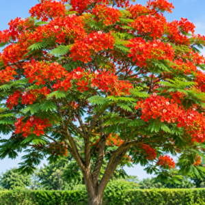 GulMohar Shower (املتاس) Cassia fistula