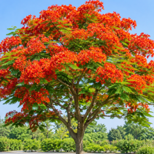 Gulmohar ( گل مہر ) Delonix regia