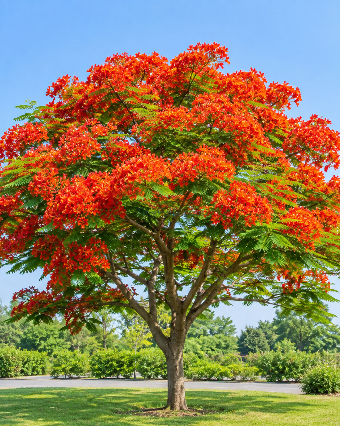 Gulmohar ( گل مہر ) Delonix regia