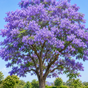 Jacaranda (نیلا گلِ مور) Jacaranda mimosifolia