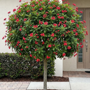 Jatropha (سرخ جٹروفا) Jatropha integerrima