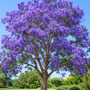 Largestonia (گل فانوش) Lagerstroemia indica