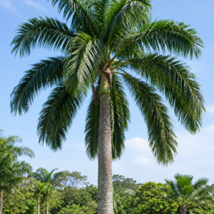 Malaysian Palm Tree (ملائیشین پام)